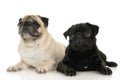 Pug dog Royalty Free Stock Photo