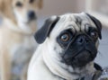 Pug Dog Royalty Free Stock Photo