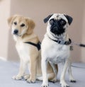 Pug Dog Royalty Free Stock Photo