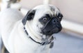 Pug Dog Royalty Free Stock Photo