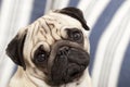 Pug dog adorable expression Royalty Free Stock Photo