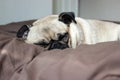 Pug dog asleep on bed Royalty Free Stock Photo