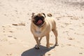 Pug dog on the beach Royalty Free Stock Photo