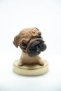 pug dog with big head, very funny with bienco background