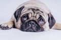 Funny Pug Puppy on white background. portrait of a cute pug dog with big sad eyes and a questioning look on a white background Royalty Free Stock Photo