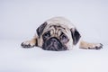 Funny Pug Puppy on white background. portrait of a cute pug dog with big sad eyes and a questioning look on a white background Royalty Free Stock Photo