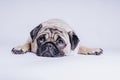 Funny Pug Puppy on white background. portrait of a cute pug dog with big sad eyes and a questioning look on a white background Royalty Free Stock Photo