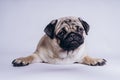 Funny Pug Puppy on white background. portrait of a cute pug dog with big sad eyes and a questioning look on a white background Royalty Free Stock Photo