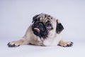 Funny Pug Puppy on white background. portrait of a cute pug dog with big sad eyes and a questioning look on a white background Royalty Free Stock Photo