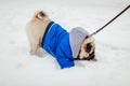 Pug dog biting a bone outdoors. Puppy wearing winter coat walking on snow Royalty Free Stock Photo