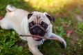 Pug dog biting a stick and lying on grass in park. Happy puppy chewing and playing with wooden stick. Royalty Free Stock Photo