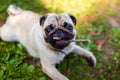 Pug dog biting a stick and lying on grass in park. Happy puppy chewing and playing with wooden stick Royalty Free Stock Photo