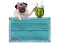 pug dog with blue vintage wooden beach sign and watermelon cocktail, isolated on white background Royalty Free Stock Photo