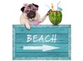 Pug dog with blue vintage wooden beach sign and watermelon cocktail, isolated on white background Royalty Free Stock Photo