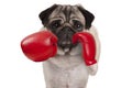 Pug dog boxer punching with red leather boxing gloves