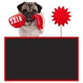 Pug dog boxer with red boxing gloves with sale sign and blank blackboard Royalty Free Stock Photo