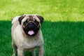 Pug dog breed Royalty Free Stock Photo