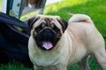 Pug dog breed Royalty Free Stock Photo