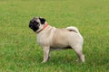 Pug dog breed Royalty Free Stock Photo