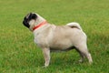 Pug dog breed Royalty Free Stock Photo
