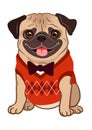 Pug dog cartoon illustration. Cute friendly fat chubby fawn sitting pug puppy, smiling with tongue out, wearing argyle vest and b Royalty Free Stock Photo