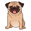 Pug dog cartoon illustration. Cute friendly fat chubby fawn sitting pug puppy, smiling with tongue out. Pets, dog lovers, animal