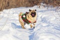 Pug Dog with Christmas elf costume run on a snow at cold winter day Royalty Free Stock Photo