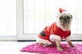 Pug dog on Christmas morning. Wearing christmas costume. Lifestyle