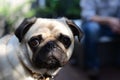 Pug Dog Royalty Free Stock Photo
