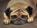 Pug dog close up muzzle photo resting on the hot day Royalty Free Stock Photo