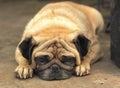 Pug dog close up muzzle photo resting on the hot day Royalty Free Stock Photo