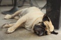 Pug dog close up muzzle photo resting Royalty Free Stock Photo