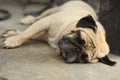 Pug dog close up muzzle photo resting on siesta Royalty Free Stock Photo