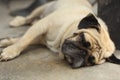 Pug dog close up muzzle photo resting on siesta Royalty Free Stock Photo