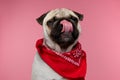 Pug dog with closed eyes licking his nose Royalty Free Stock Photo