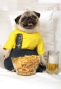 Pug dog on the couch watching TV Royalty Free Stock Photo