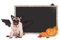 Pug dog dressed up as bat for halloween, with blank blackboard sign and pumpkins Royalty Free Stock Photo