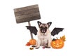 Pug dog dressed up as bat for halloween, with scary pumpkin lantern and blank wooden sign Royalty Free Stock Photo
