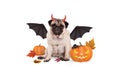 Pug dog dressed up as devil for halloween, with scary pumpkin lantern Royalty Free Stock Photo