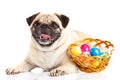 Pug dog easter eggs isolated on white background Royalty Free Stock Photo