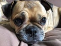 Pug dog face close up Royalty Free Stock Photo