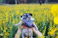 Pug dog, fat dog that is carried with love  Happy smile in the yellow flower garden that blossomed Royalty Free Stock Photo