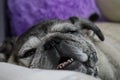 Pug Dog Fat Cute Chubby Dog Lying Smile See Teeth Funny Face Royalty Free Stock Photo
