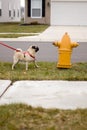 Pug dog at fire hydrant Royalty Free Stock Photo