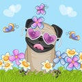 Pug Dog with flowers Royalty Free Stock Photo