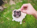 Pug dog with a funny face takes a treat for good behavior from the owner.