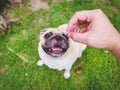 Pug dog with a funny face takes a treat for good behavior from the owner.