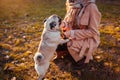 Pug dog. Girl walking pug dog in autumn park. Happy pet jumping on woman`s legs. Dog playing Royalty Free Stock Photo