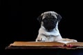 A pug dog with glasses. A pug puppy is reading a book. Smart dog. Black background. Portrait of a pug on a black Royalty Free Stock Photo