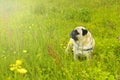 Pug dog in the grass. Dog in nature